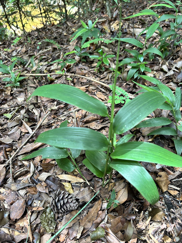 十萬大山森林公園