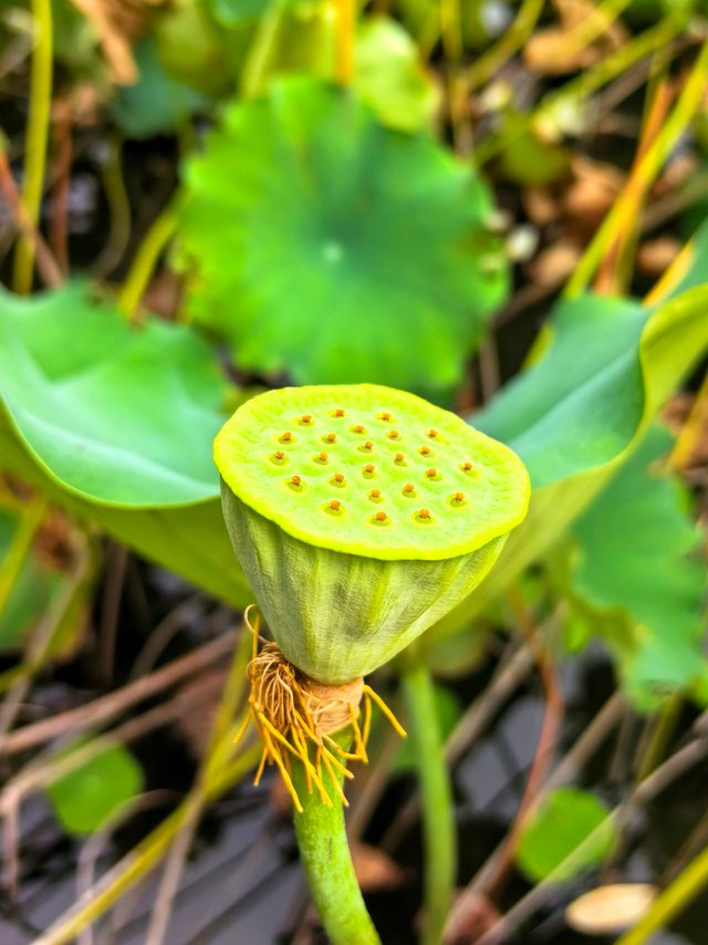 醉白池，上海人都不太熟悉的後花園。