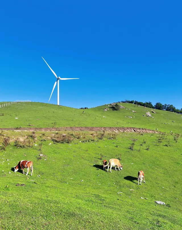 Explore Laoyeling in Baoji: A grassland wonderland above the clouds.