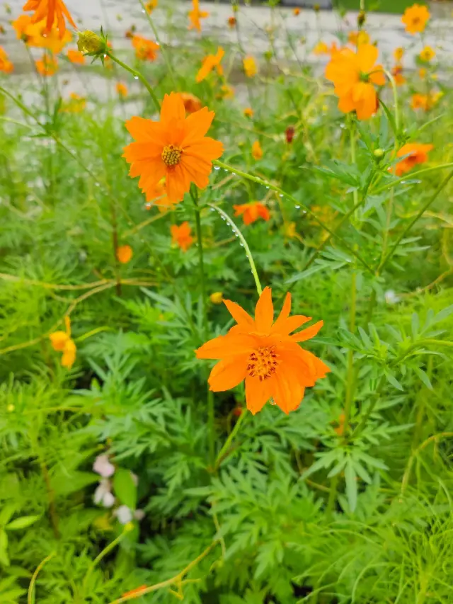 Phoenix Ditch Ancient Village Tour: Tea Sea Cherry Blossoms, Farmland Gourmet Journey.