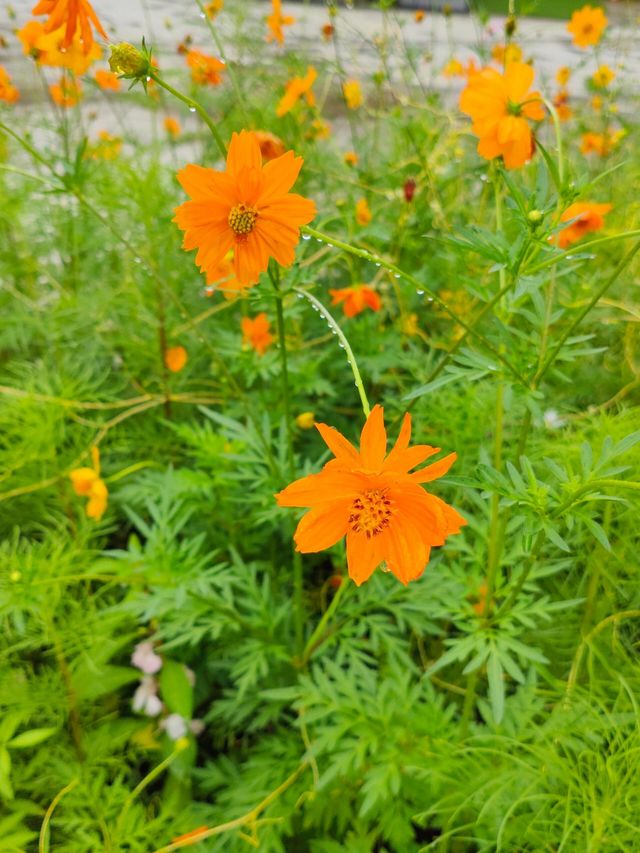 鳳凰溝古村遊：茶海櫻花，田園美食之旅。