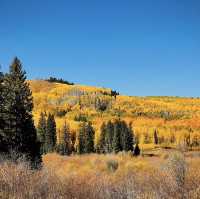 Colorado Fall Colors 