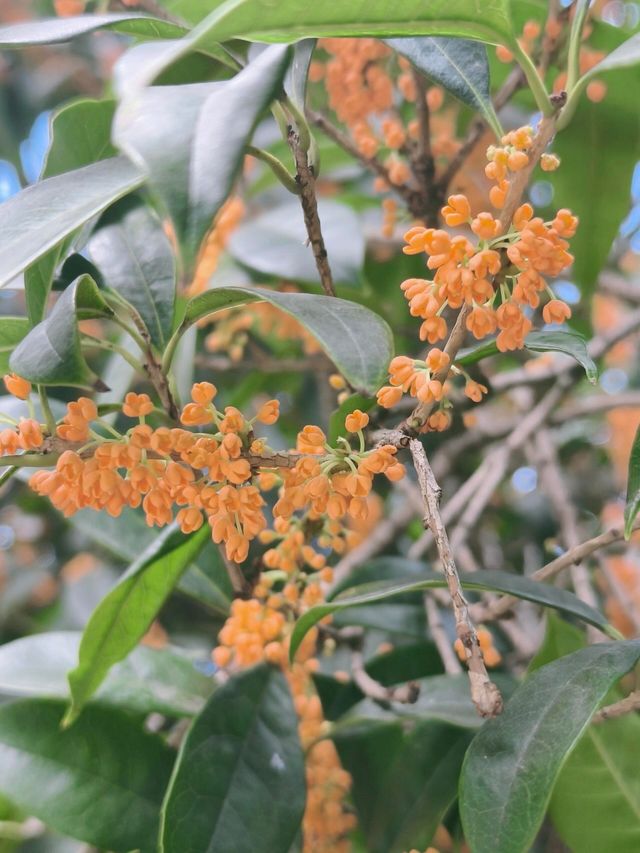 新都桂湖||桂花飄香秋意濃。