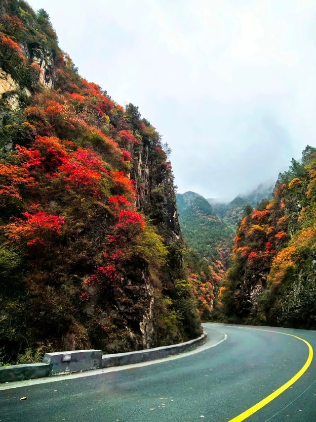 【秦嶺秋色】S101公路上的紅葉盛宴與黑龍口美食之旅。