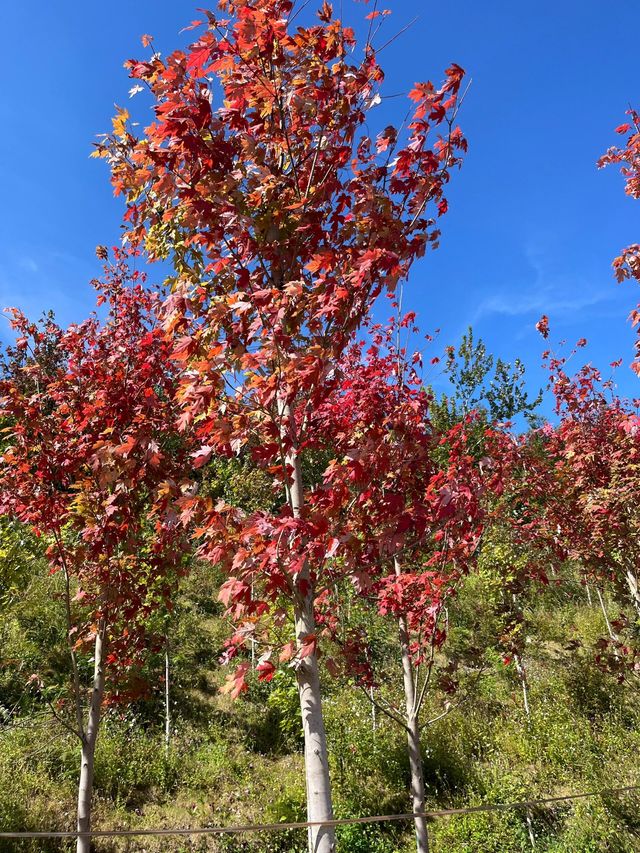 廣東秋日秘境：韶關嶺南紅葉世界。