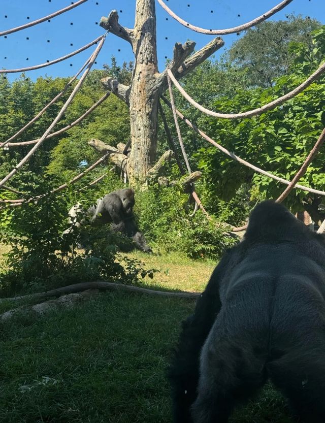 走進動物世界狂歡｜林肯公園動物園。