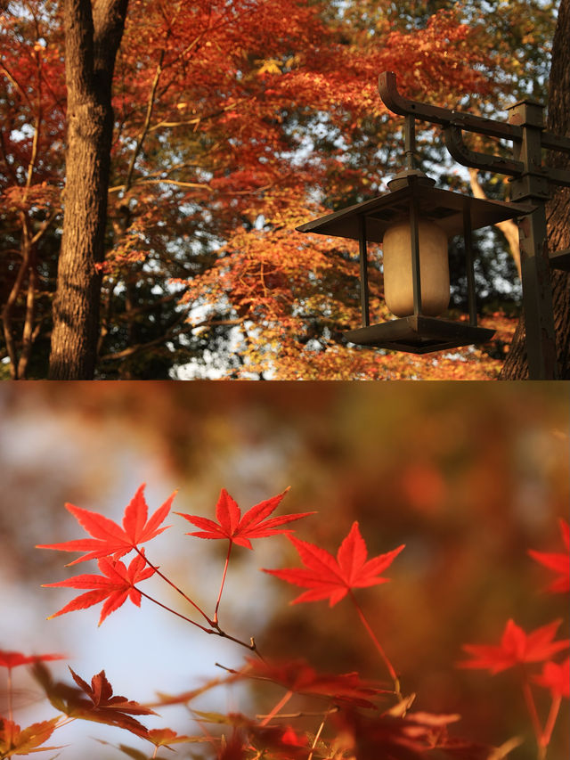 先看大雁塔紅楓，再看千年古銀杏樹吧。