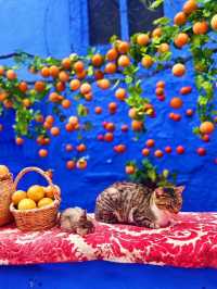 Discovering Chefchaouen: The Blue Pearl of Morocco 🇲🇦 