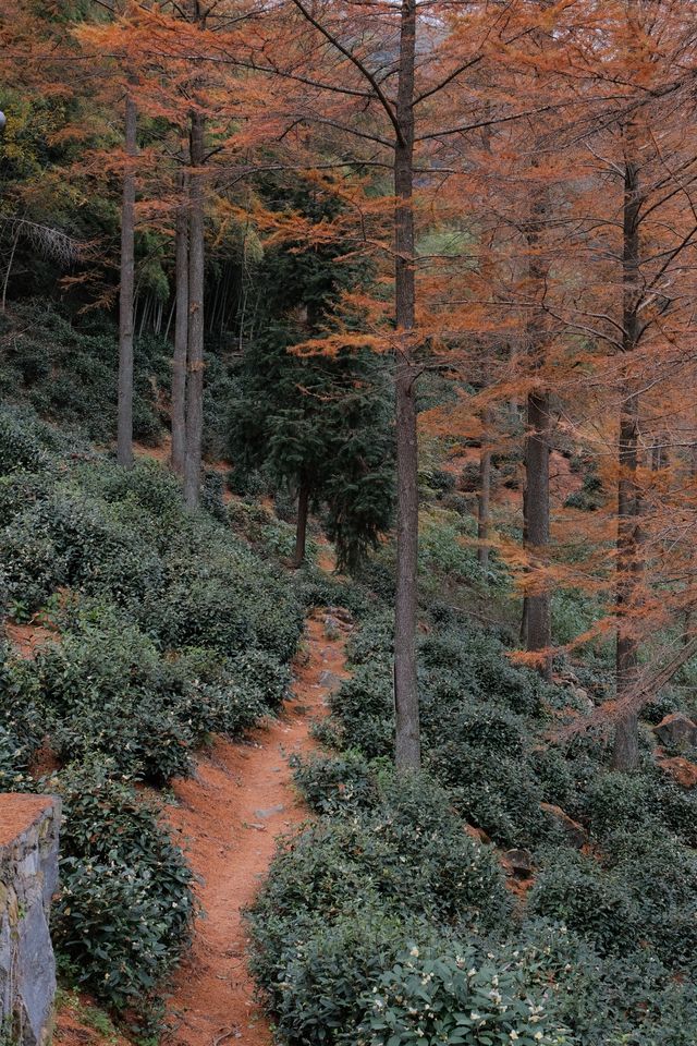 11.9金錢松徒步｜最後一批秋景讓我趕上了。