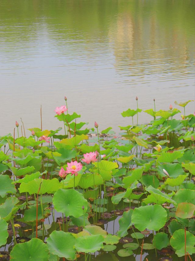 河南 | 鳳鳴湖遊玩攻略，周末帶小朋友外出的好去處。