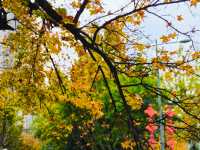 西安‖紡織城這個拐角公園秋色如畫。