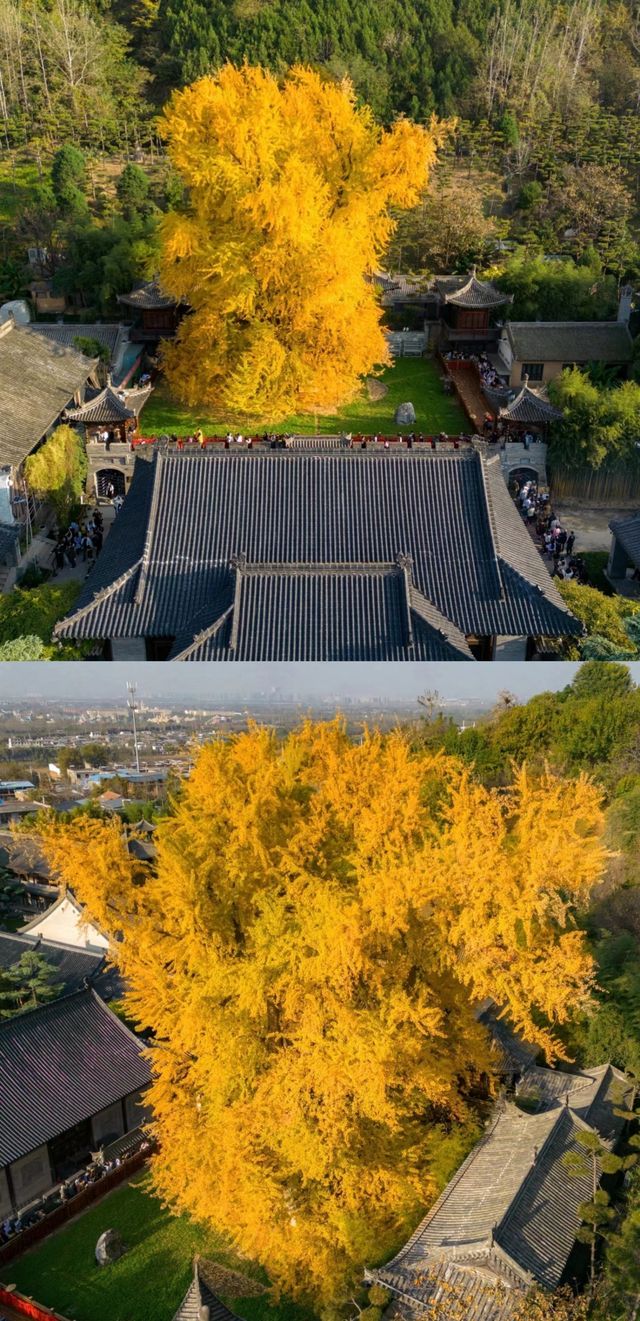 古觀音禪寺裡的千年銀杏樹黃了！