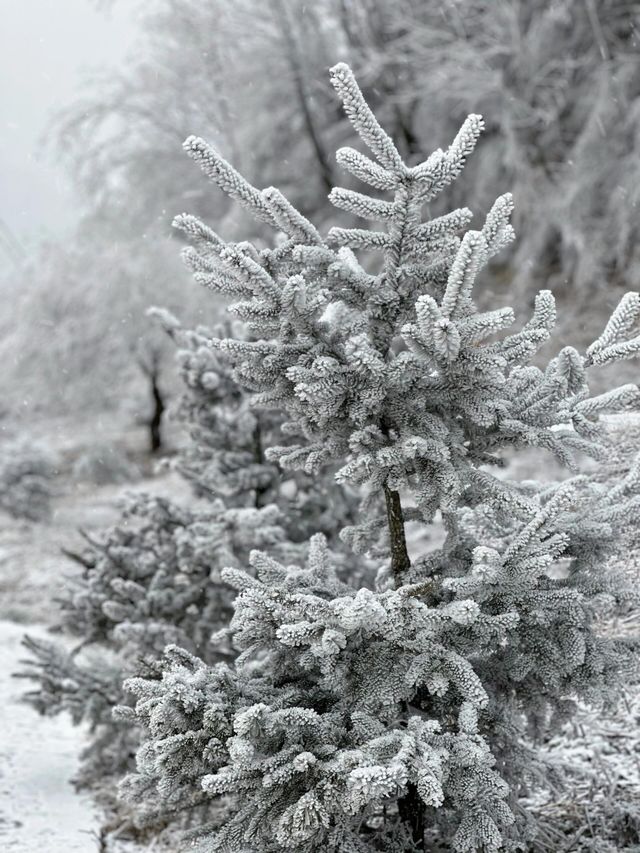 寶雞鳳縣嶺南公園|乘坐秦嶺小火車來看雪。