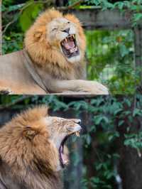 熬夜整理清邁夜間動物園の實用攻略。