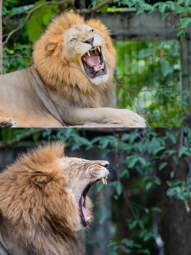 熬夜整理清邁夜間動物園の實用攻略。