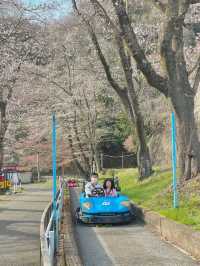 Sagamiko Cherry Blossoms and Doraemon Light Show!! 