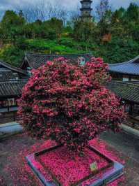 來武義，這個季節的延福寺一定不容錯過||延福寺：不單單是一座