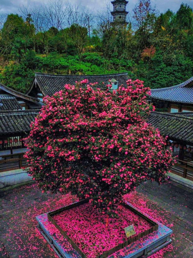 來武義，這個季節的延福寺一定不容錯過||延福寺：不單單是一座