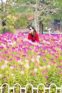 12.14宏城公園醉蝶花實拍，冬日浪漫花海