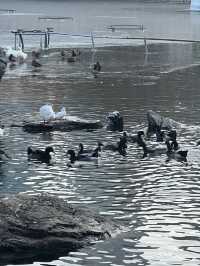 鬧中取靜的休閒之所，團結湖公園