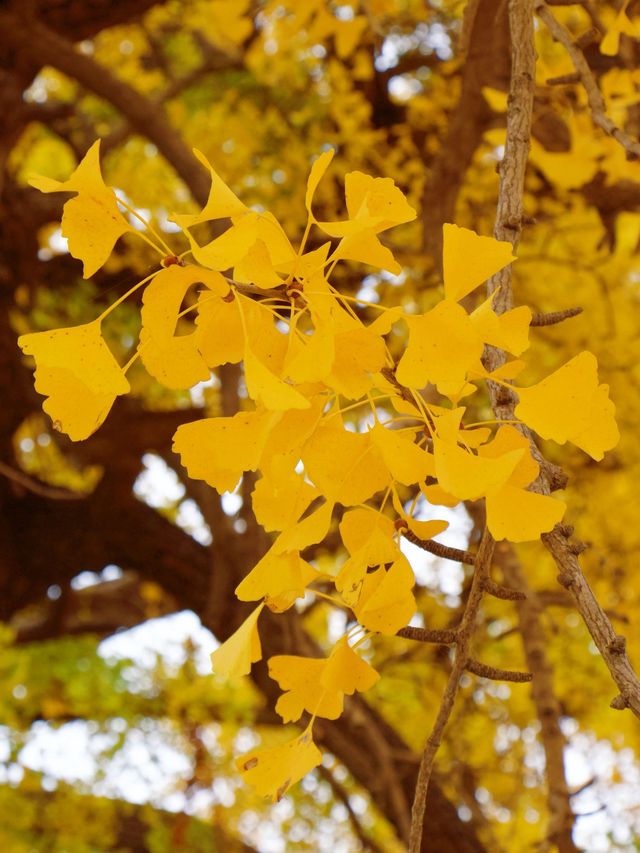 冬季反向目的地特色旅行好去處（附帽子峰攻略）