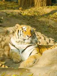 冬季反向遊｜來成都動物園與動物親密互動（附攻略）