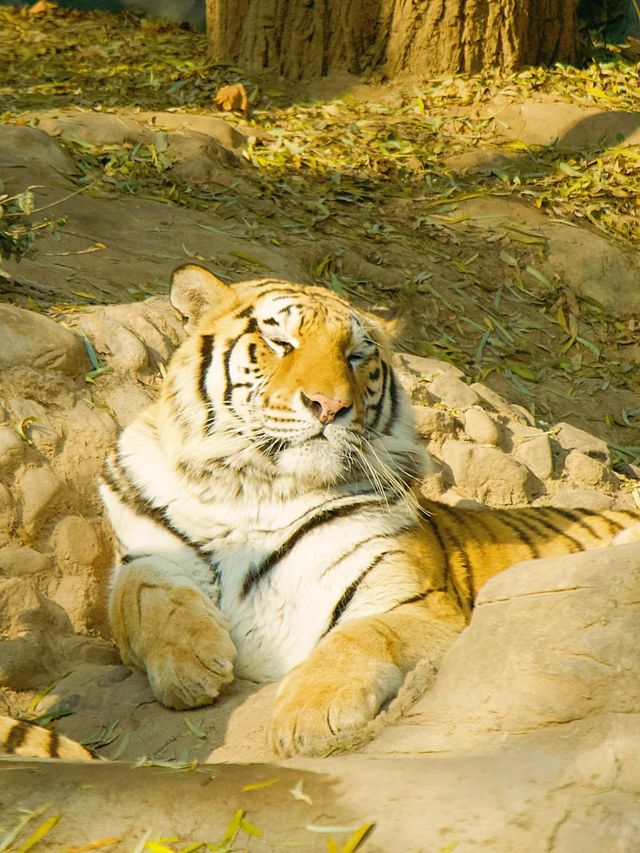 冬季反向遊｜來成都動物園與動物親密互動（附攻略）