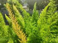 聆感末凡 - 藏於小島上的森系花園