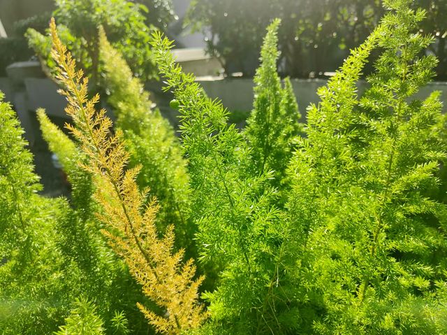 聆感末凡 - 藏於小島上的森系花園