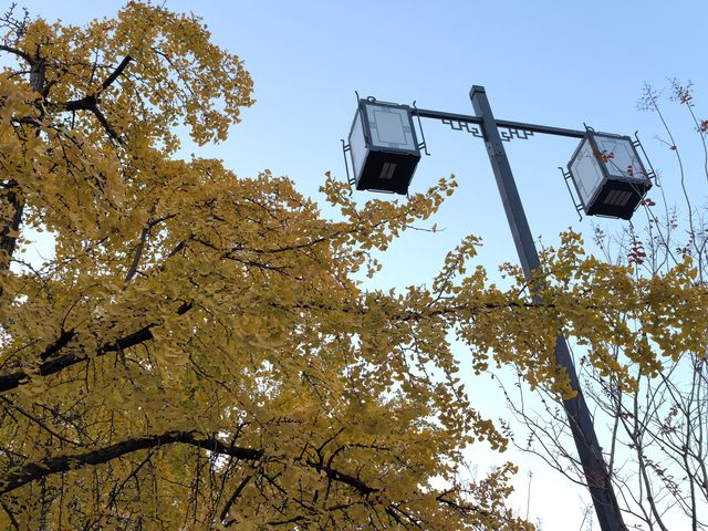 道前街賞銀杏