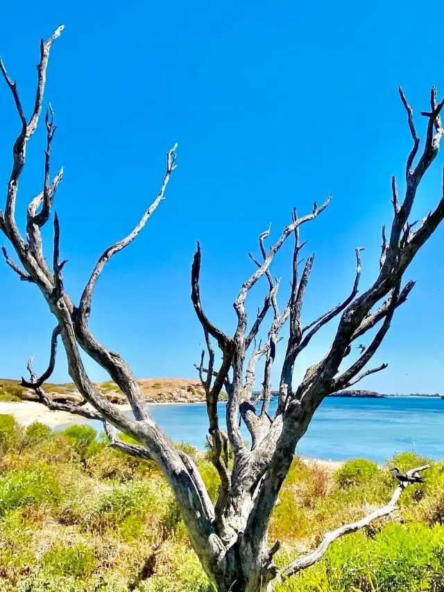 11-Day Australia Family Trip Guide