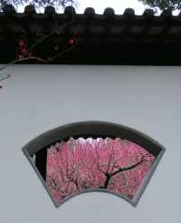 2月17日實拍南京雨花台梅崗梅花已上線今年