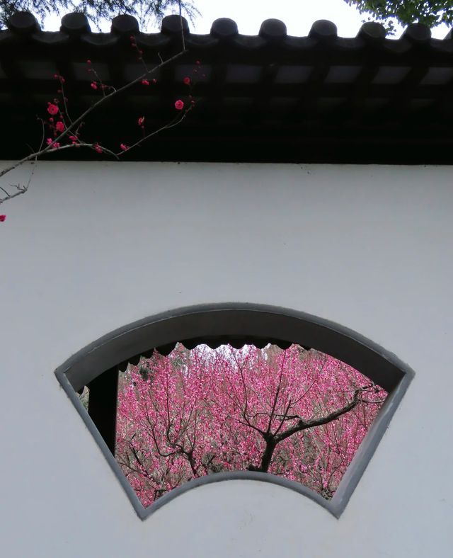 2月17日實拍南京雨花台梅崗梅花已上線今年