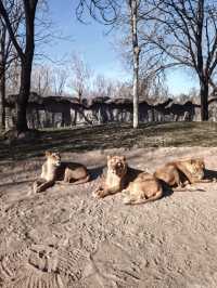 別出國 來北京動物園，一天逛遍全球動物老家