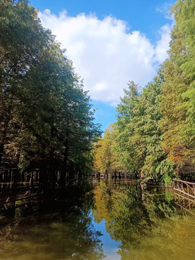 崇明島西沙濕地～一個畫一樣嘅地方
