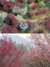 武漢竟然藏著絕美「梅花山」，沒人宣傳真可惜！