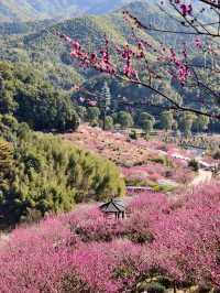 吉山梅園賞梅，蕭山古道徒步〡梅紅竹翠