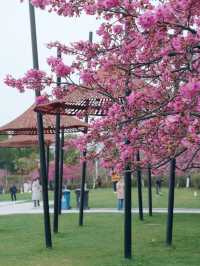 什麼神仙公園比櫻花還浪漫，超好拍