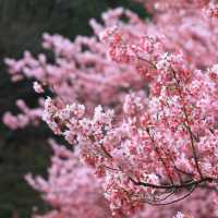 🌸寶子速進！武陵農場櫻花開啦