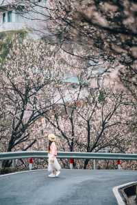 一年一度懸崖村櫻桃花，再不去就晚了