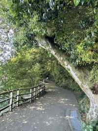 探索德島綠肺：中央公園，城市中的自然樂園！