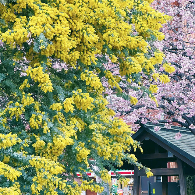 神社裡金與粉的世界⛩️