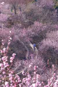 北京賞花新頂流預定！錯過等一年