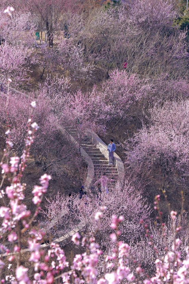 北京賞花新頂流預定！錯過等一年