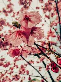 去雲南昆明花都賞櫻花