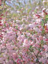 南京這個免費公園才是春日賞花天花板吧！