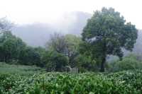 雨中上山探西湖茶園