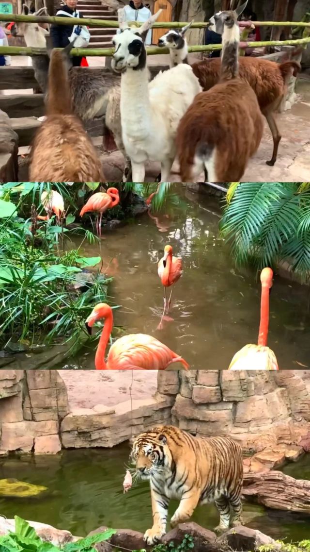 長鹿旅遊休博園全攻略玩不停