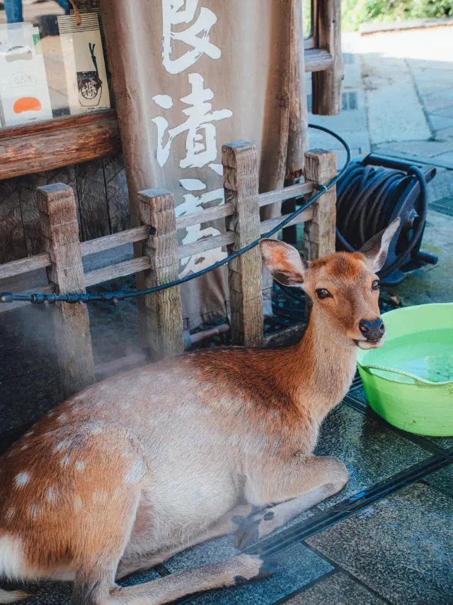 Tomb-Sweeping Day Getaway: A 6-Day Japan Itinerary