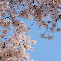 🇰🇷首爾|四月賞櫻天花板🌸서울숲🌸必去